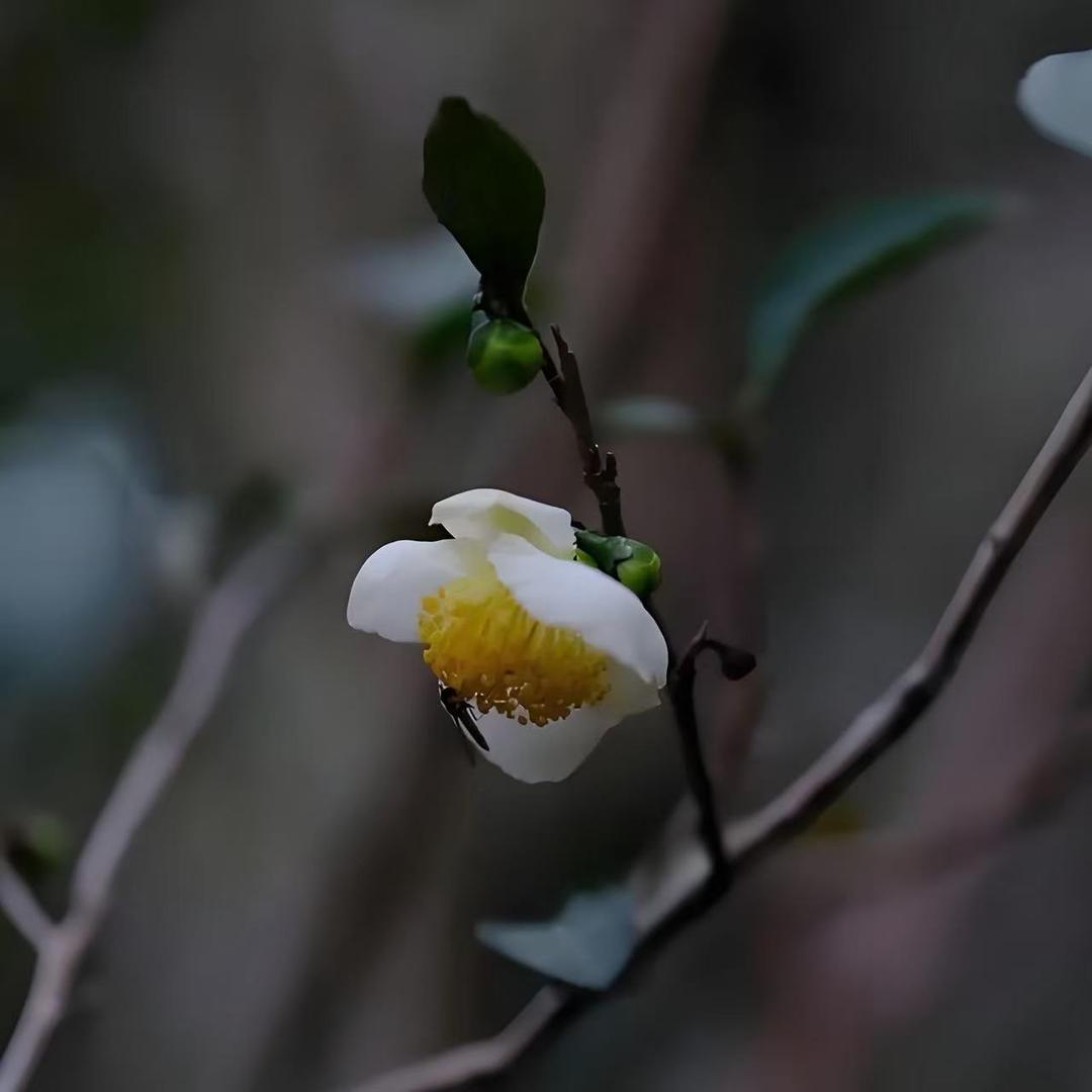 布语植