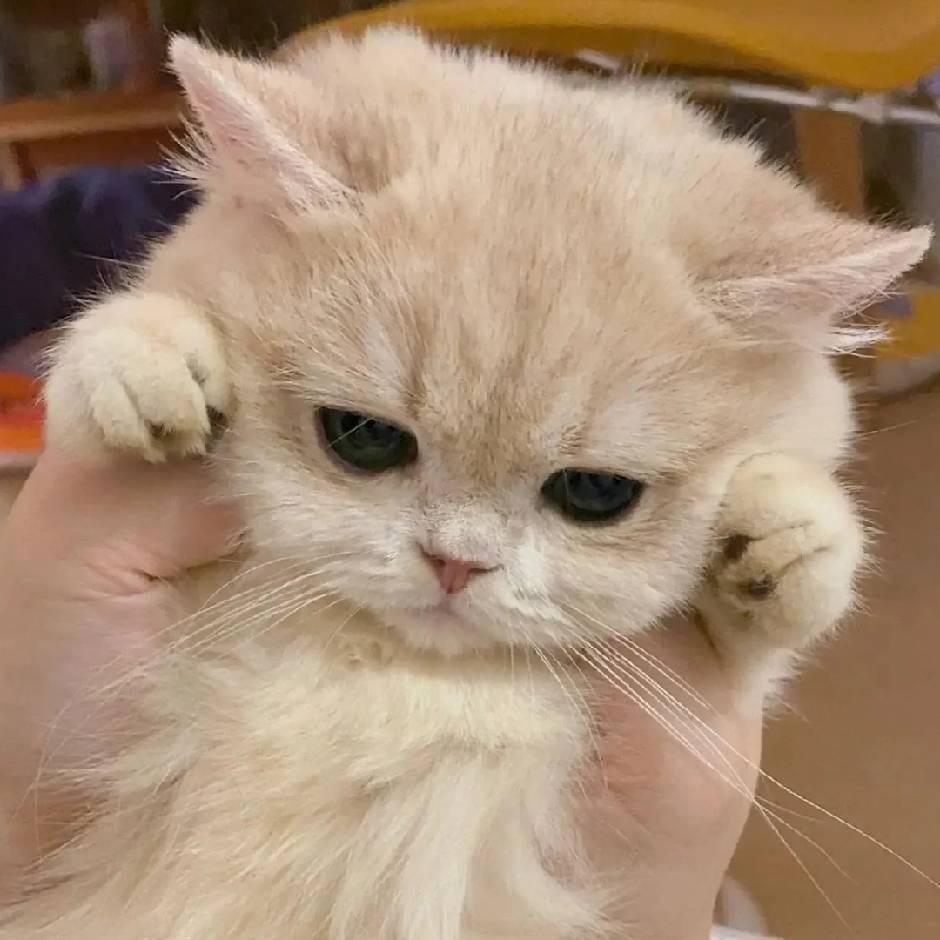李樊