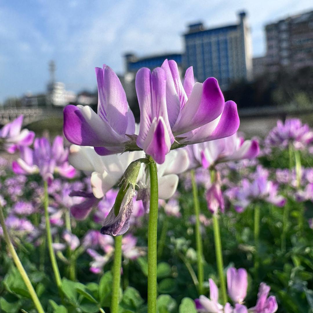 是小涵