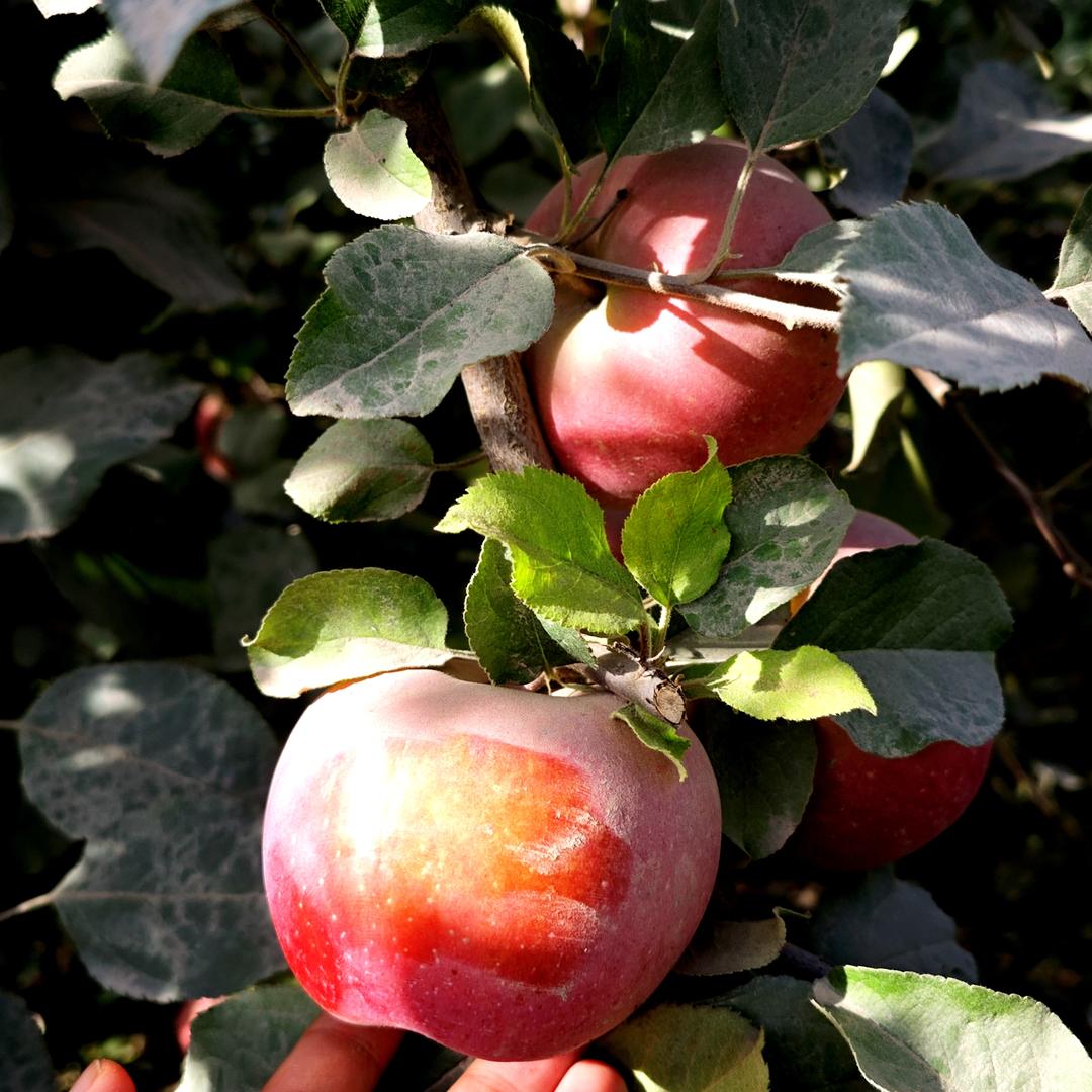 西域风雅特产店