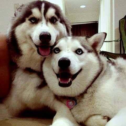 月光下的灰太狼