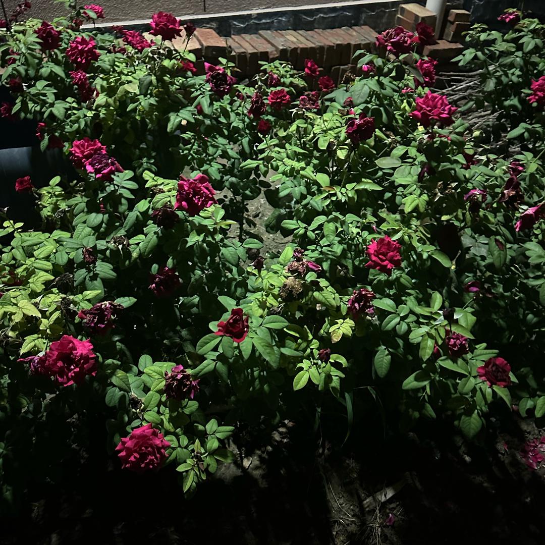 海棠花未眠