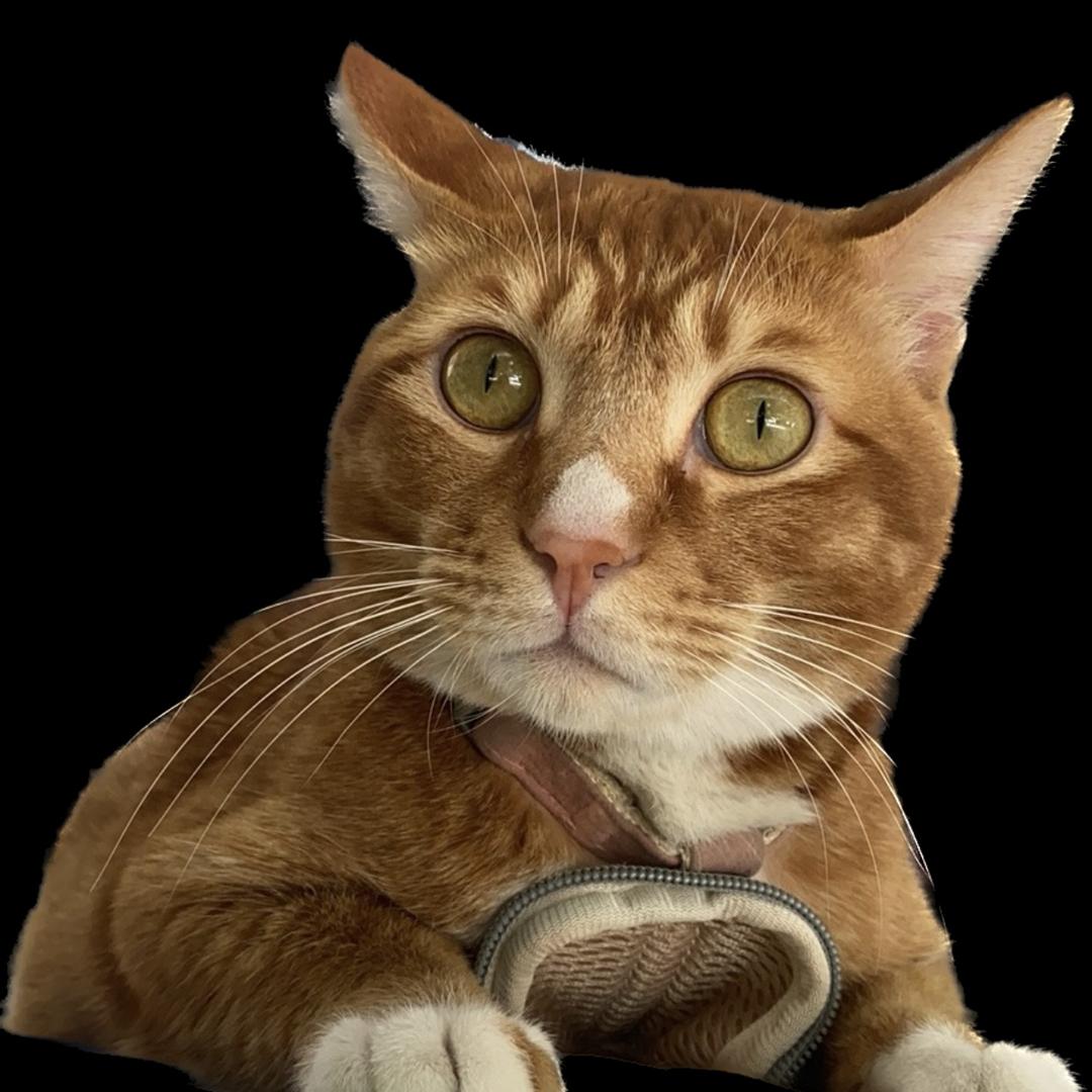 毅凡风顺数码优品小铺