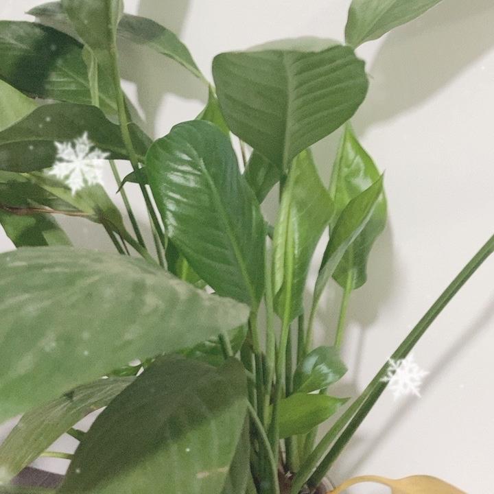 凤阳运宏纸业有限公司