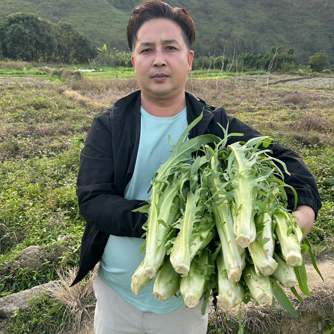 林同学菜苗精选