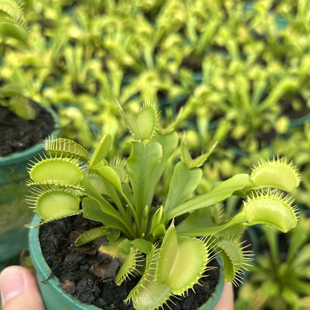 萌卉食植