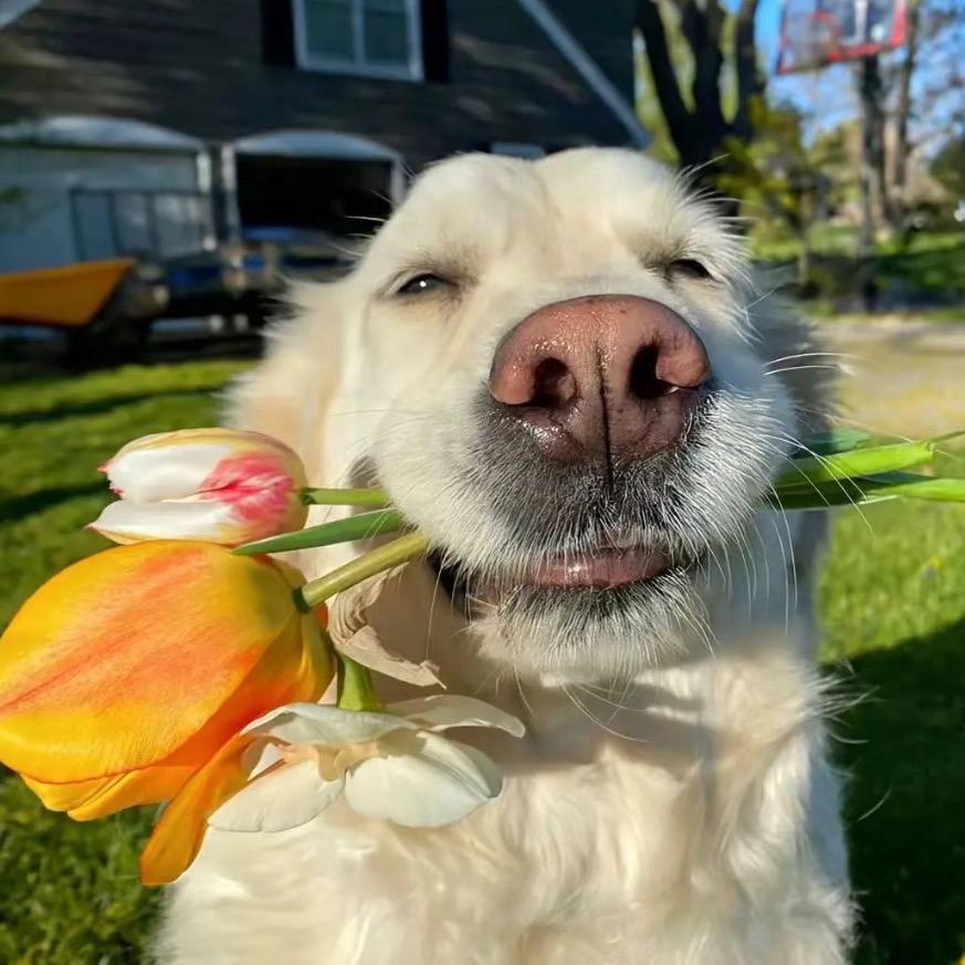 未来的礼物🐾