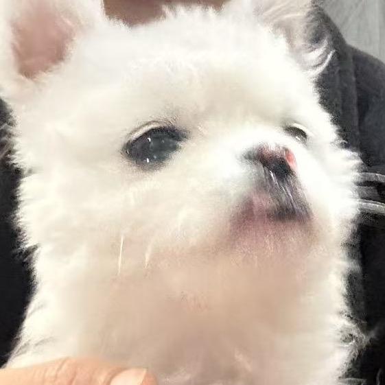 小乖