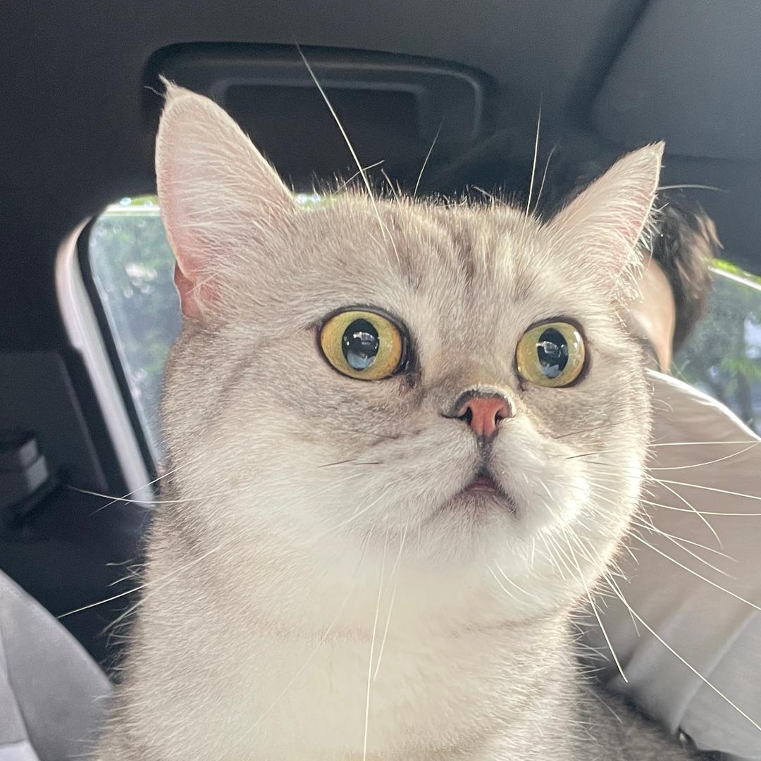 豆豆是只大肥猫