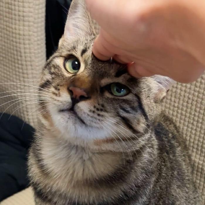 听歌的小嘟比🐾