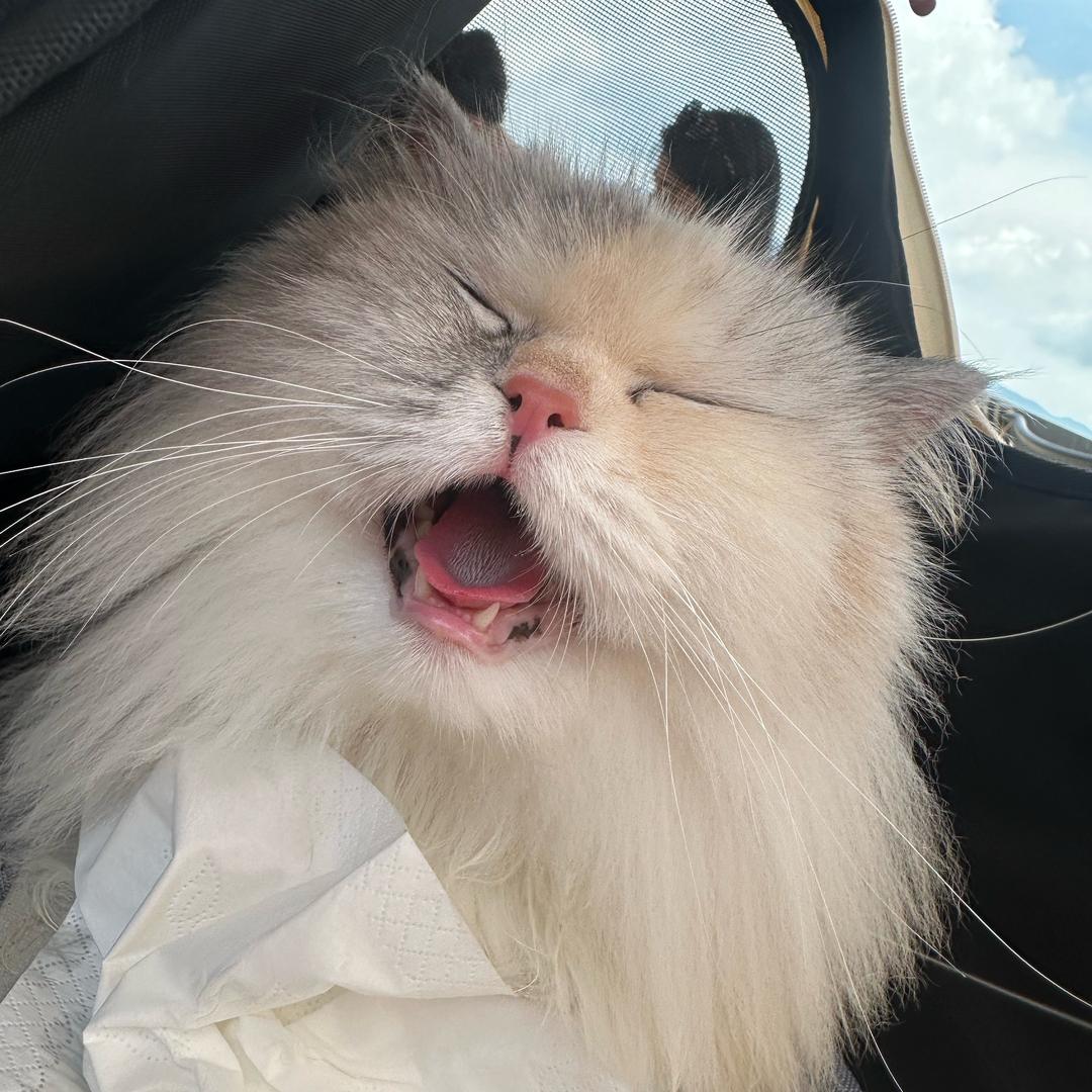 A专业榴莲外壳妙脆角焊接