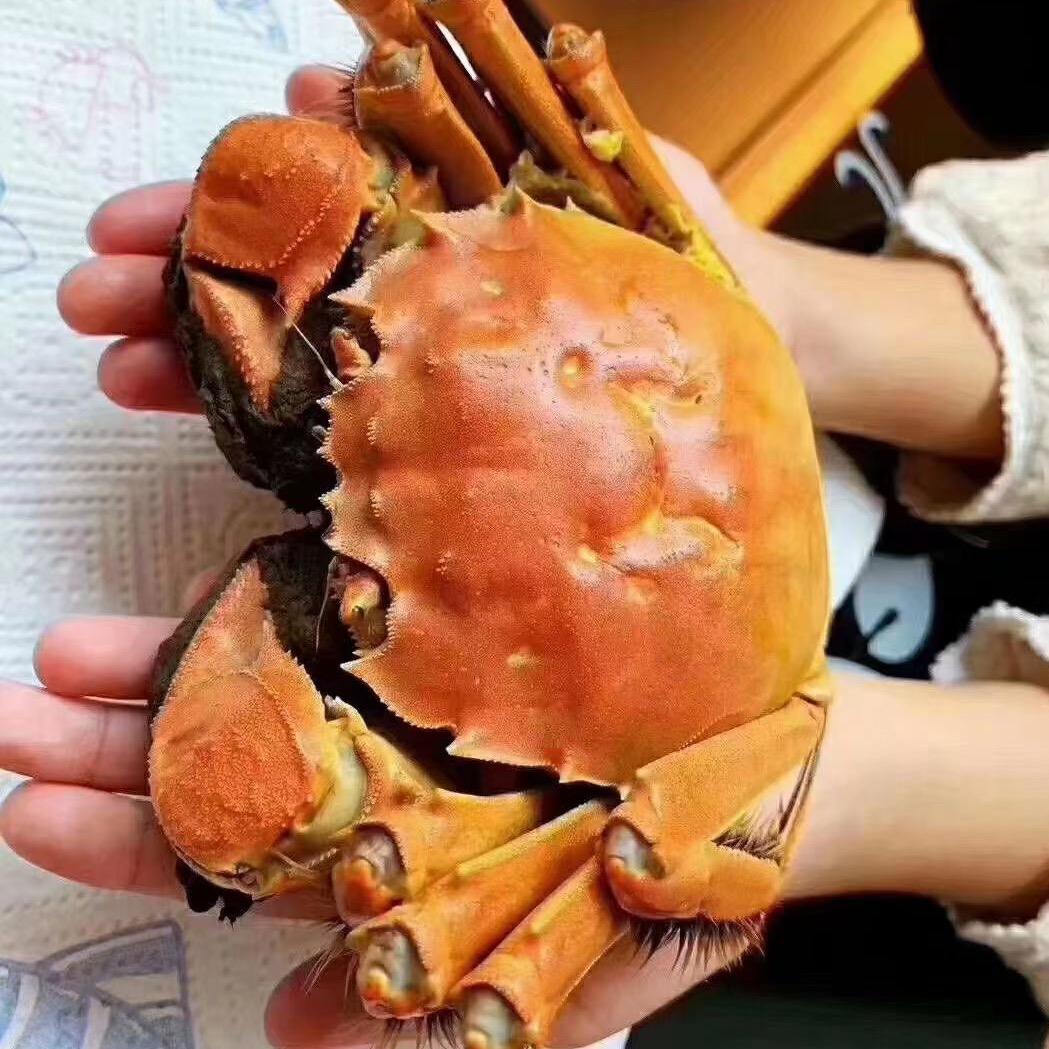 沱湖大闸蟹养殖