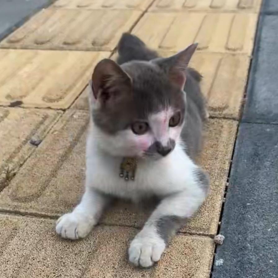 喵姐🤷‍♀️