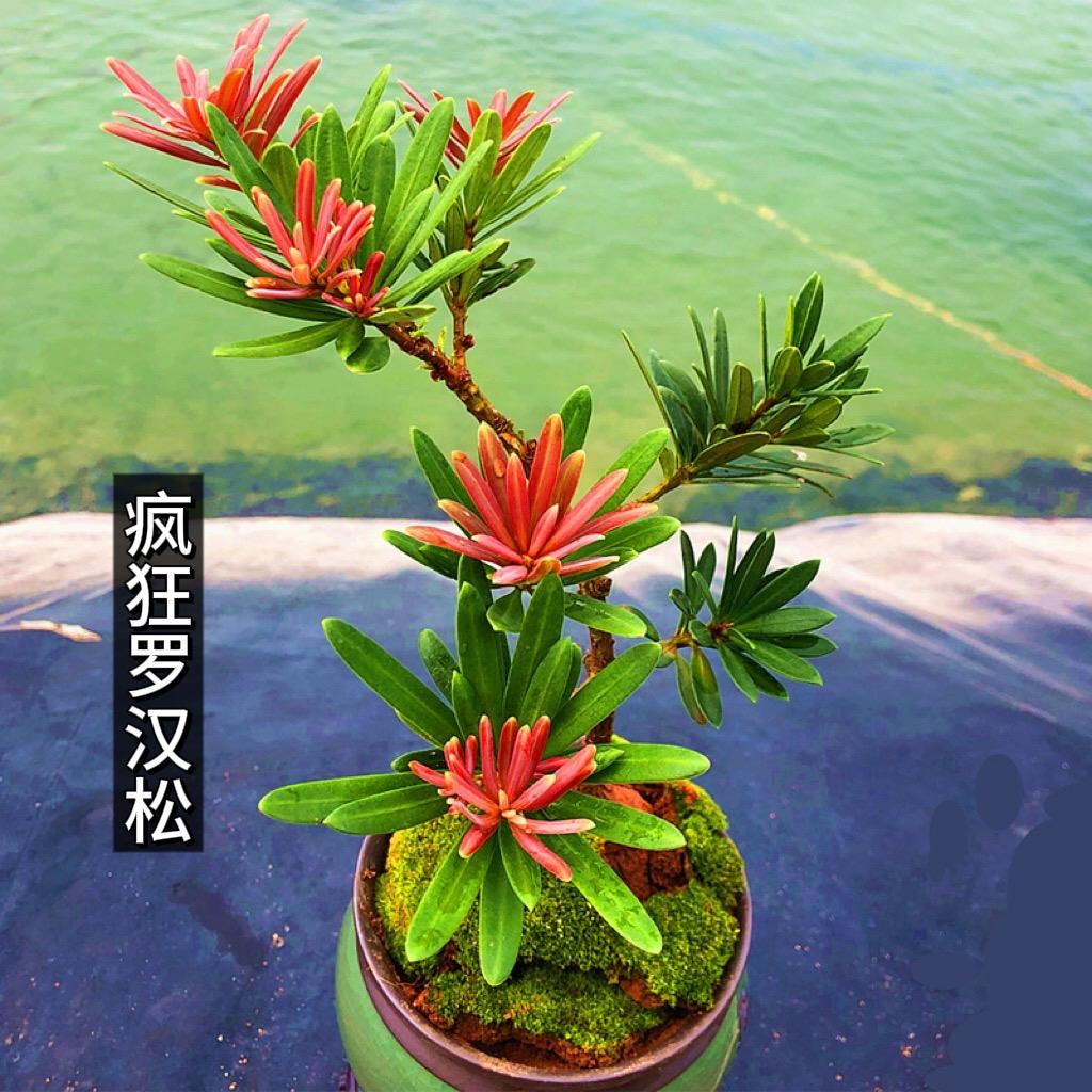 疯狂罗汉松