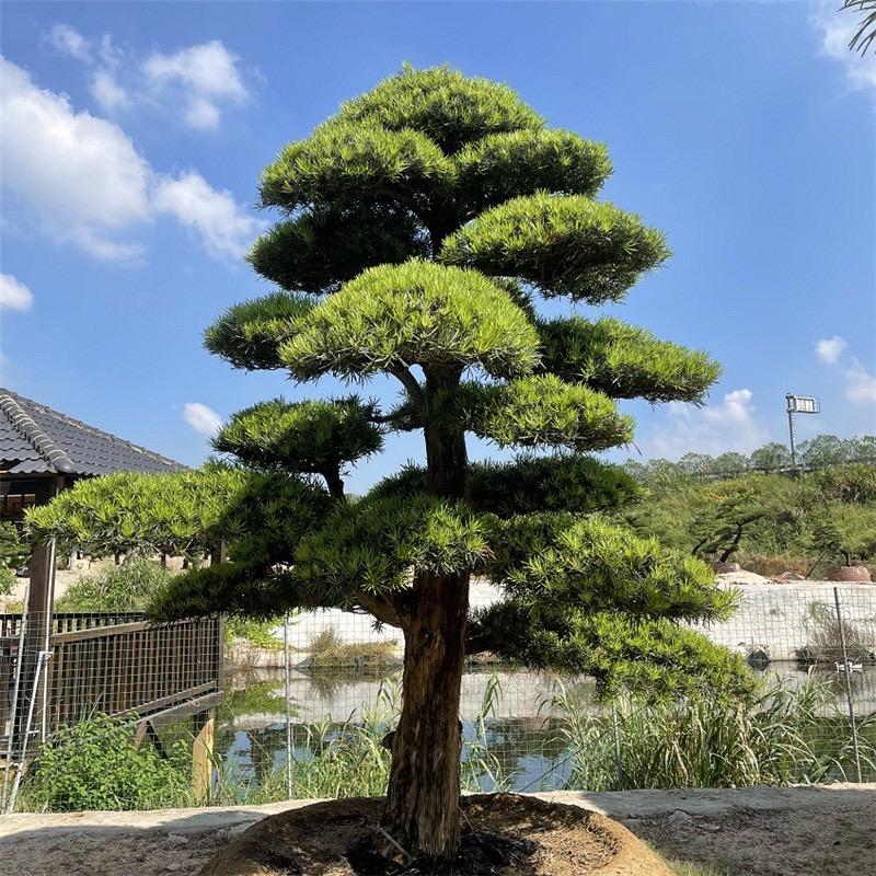 中泽盆景园艺