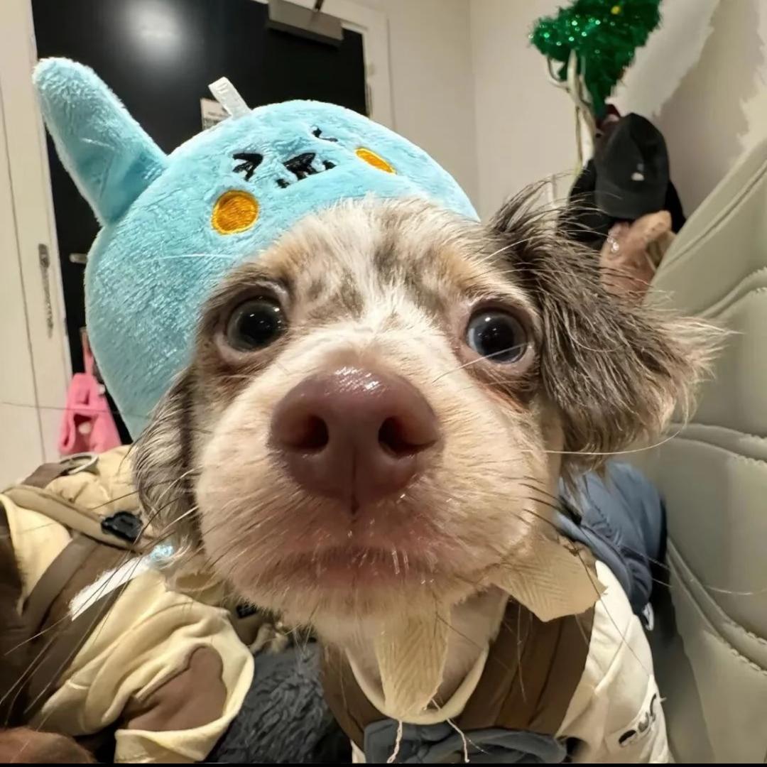 曼联美发小欣日常记