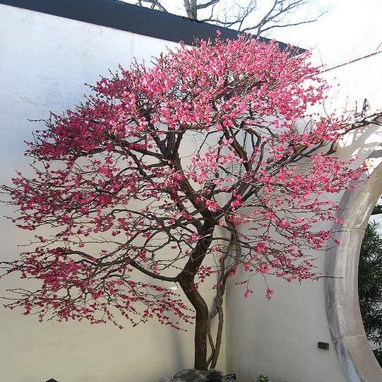 古韵园林景观