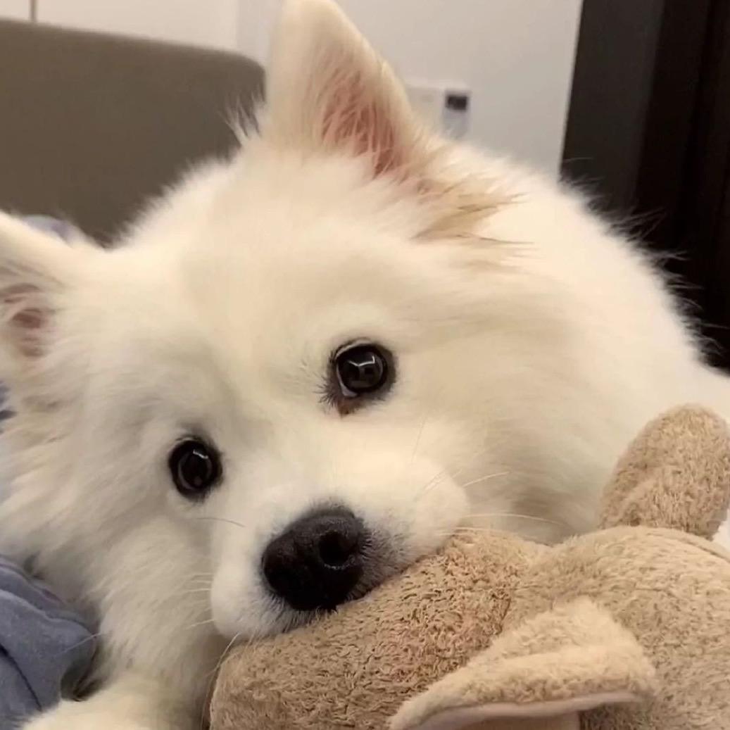 cookie