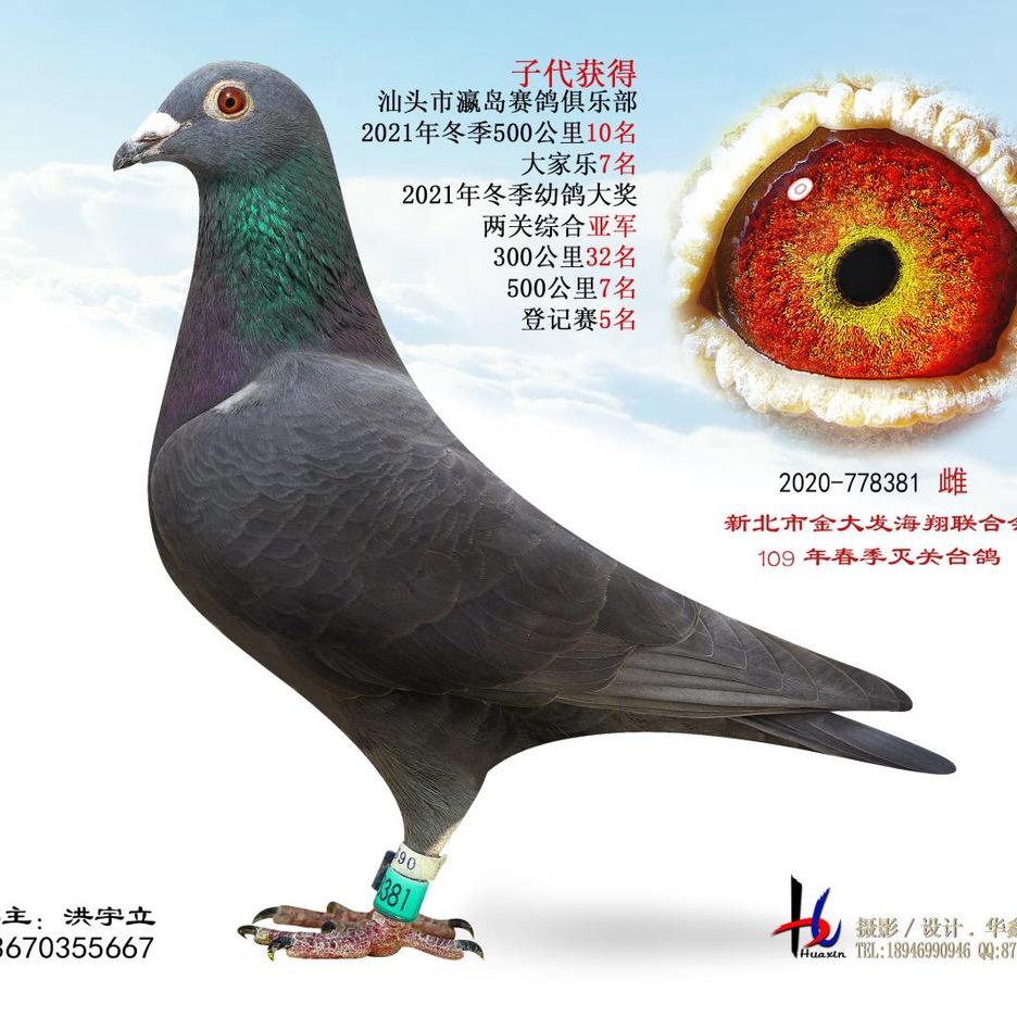A南澳岛一手台鸽🦆🦆