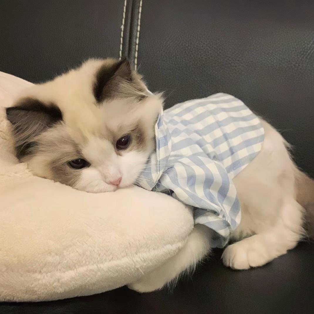 你吵到我眼睛了