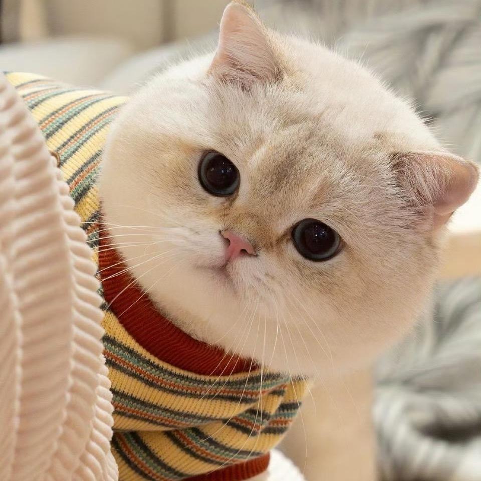 萌澜宠物（猫咪直播）