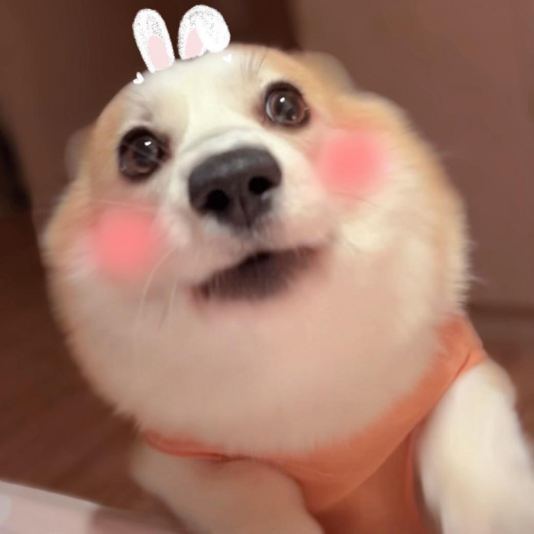 柯基达布妞w