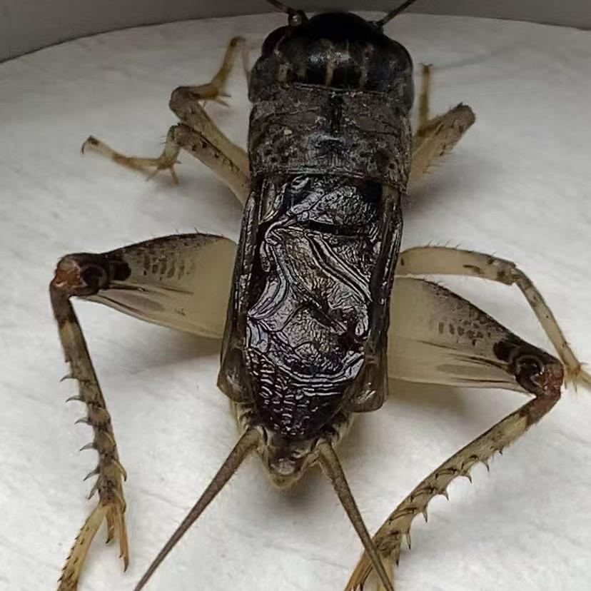 火锋冬版蟋蟀宠物店