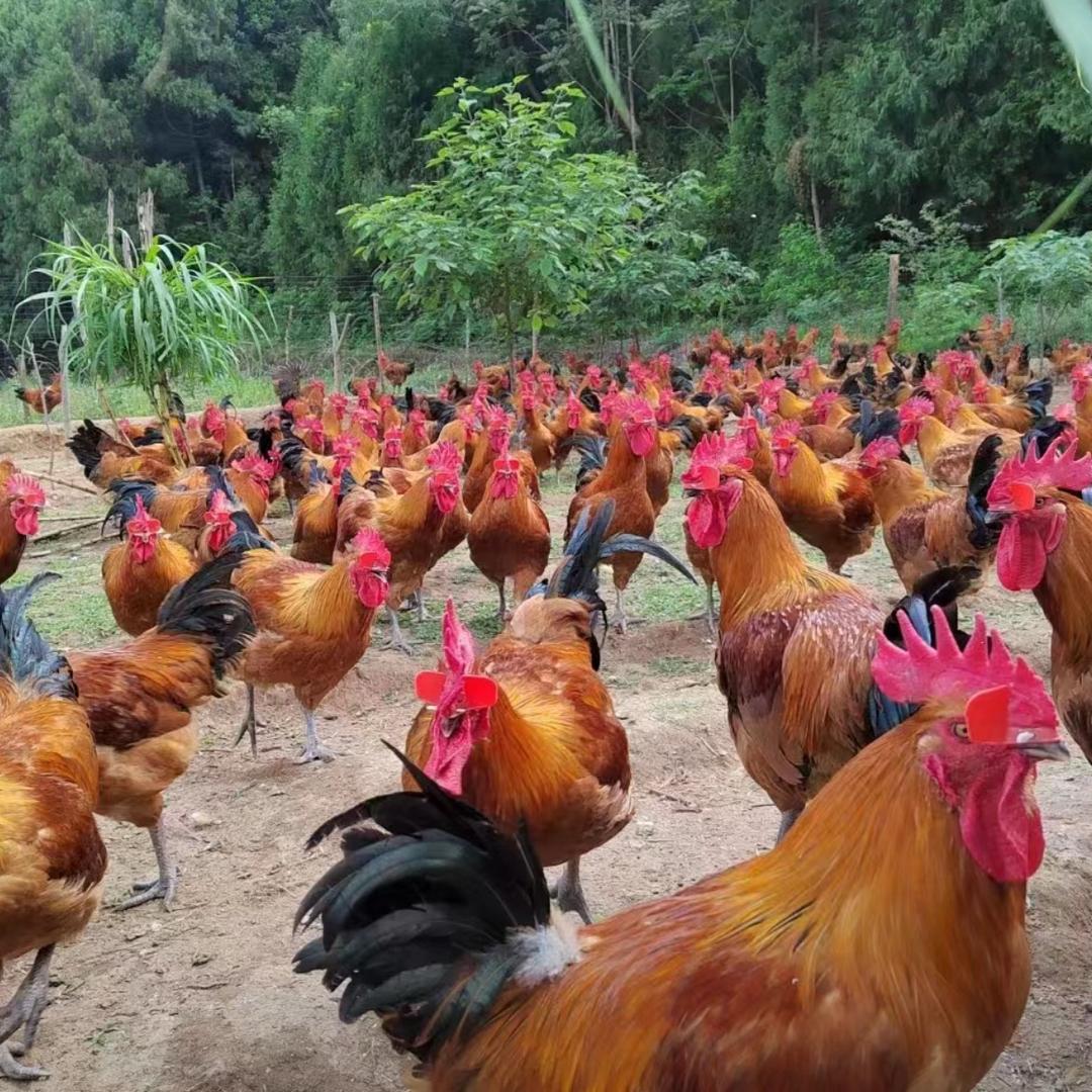 重庆荣星种养殖场