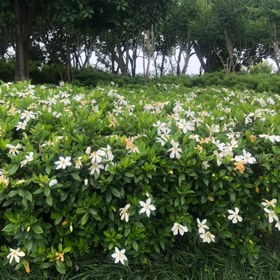 蒲公英