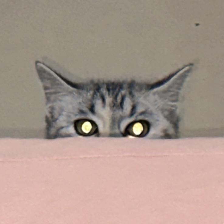 这只猫叫铁锤