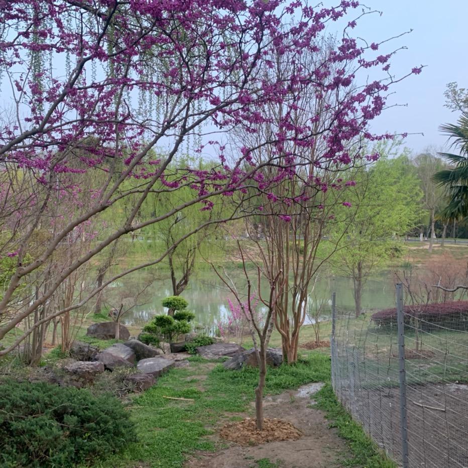 小猪的独处时光