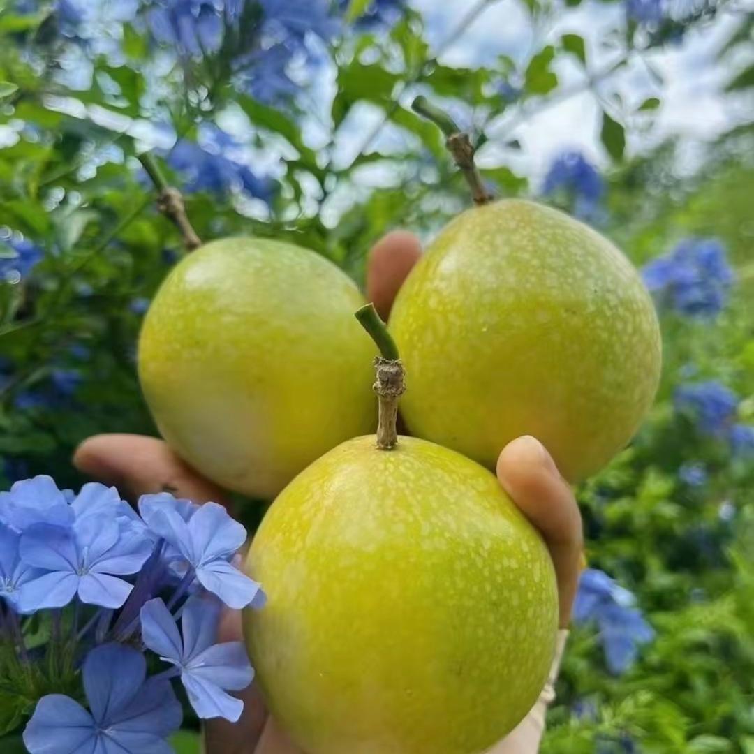 新曜文化传媒小蔡蔬果