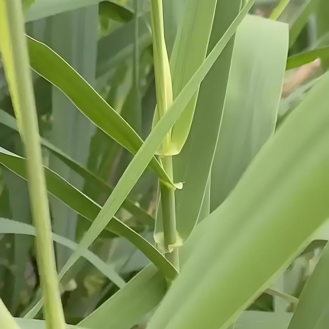 芦竹