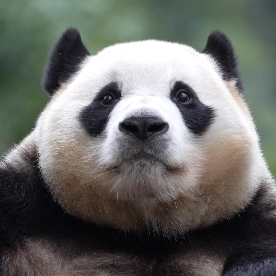 小施同学爱福宝