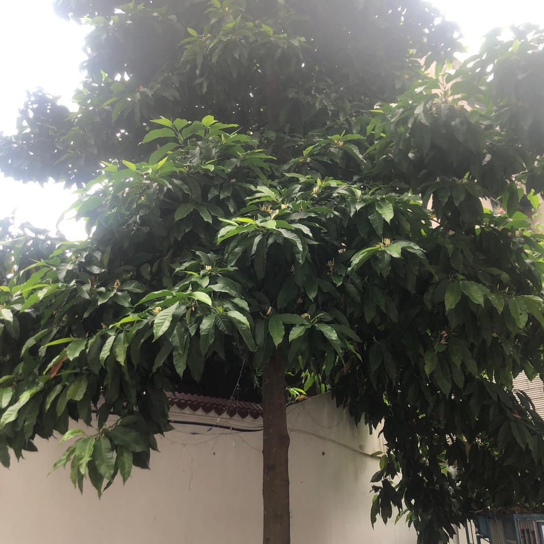 我本善良1
