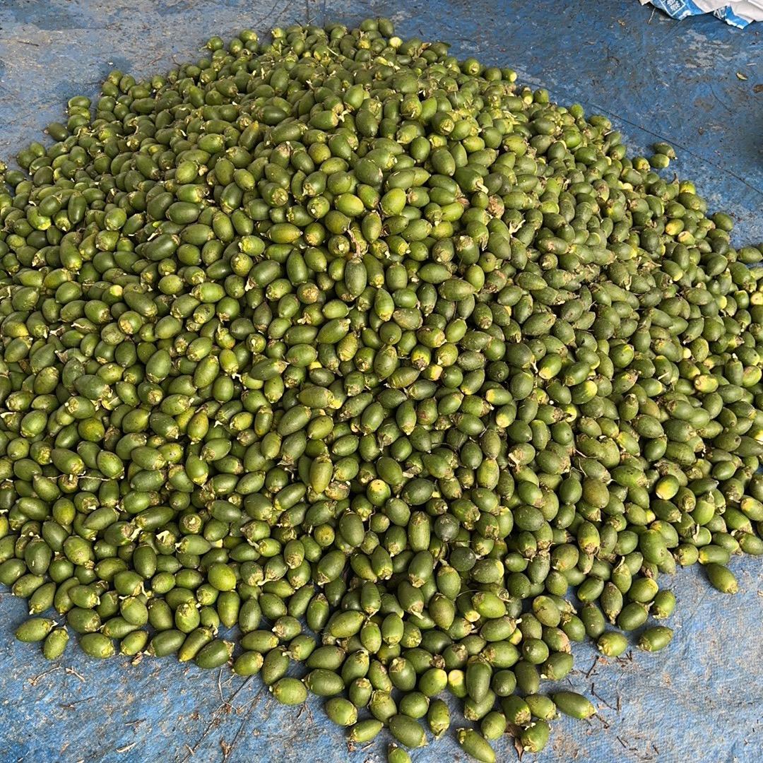 收购槟榔出售种苗