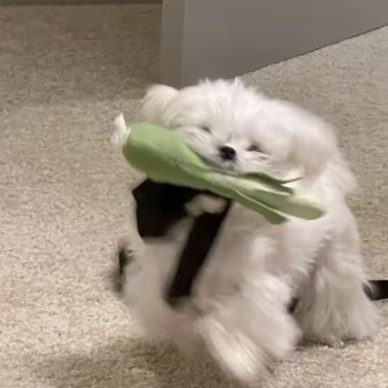 翡翠白菜狗