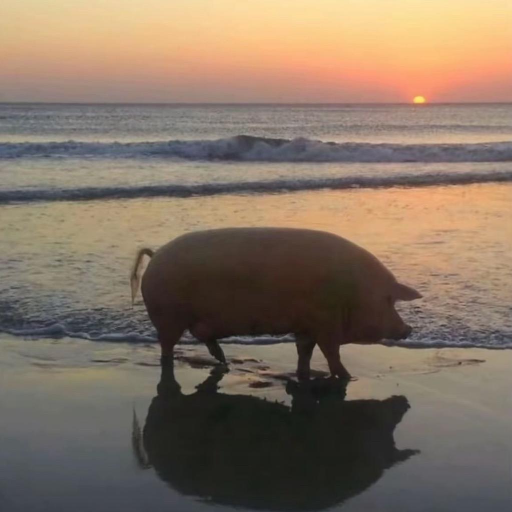 拒绝者头像