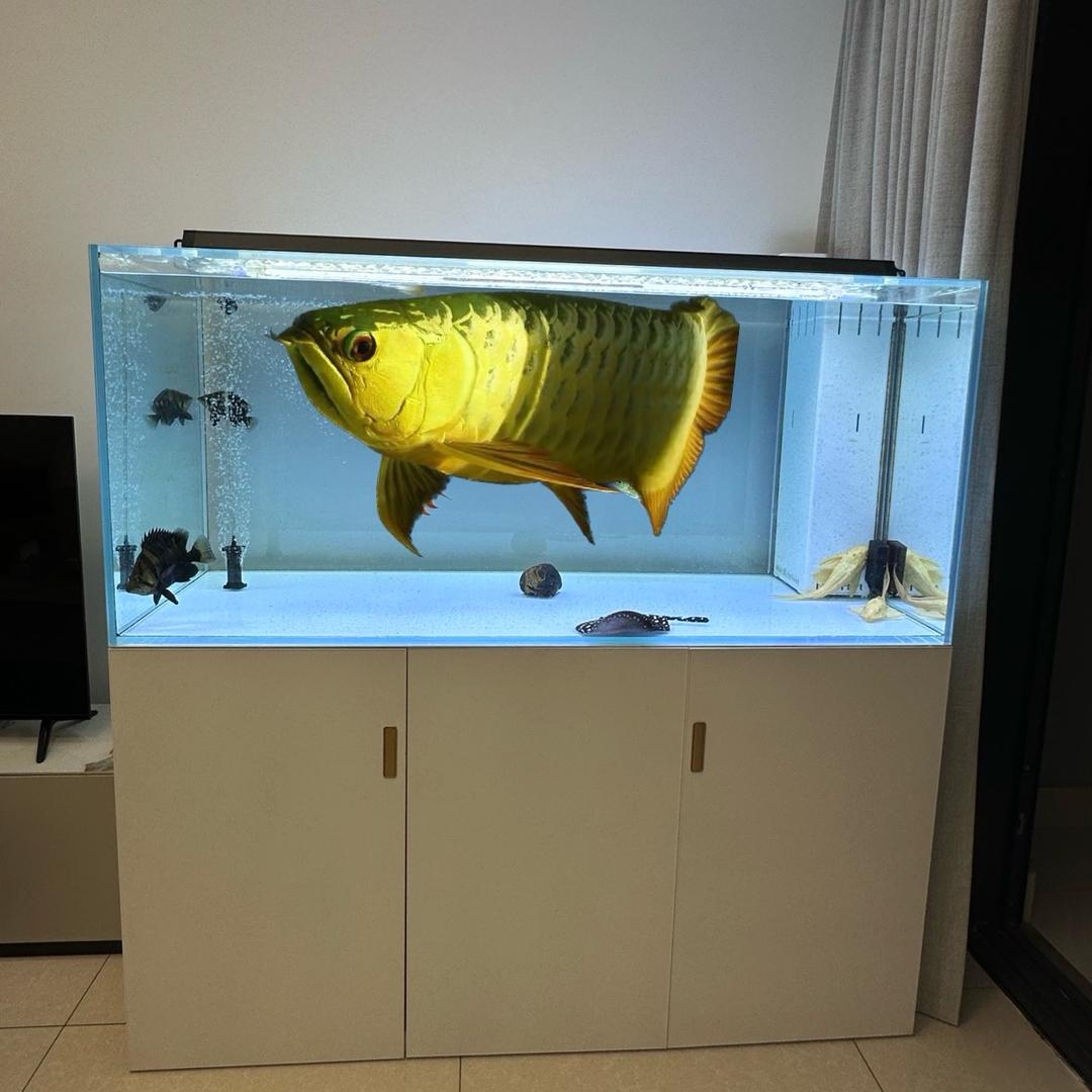 深圳鱼缸专业定制、水族一站式服务