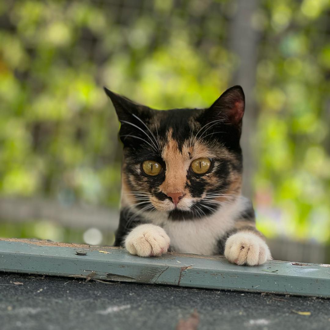 喵不易和三花公猫