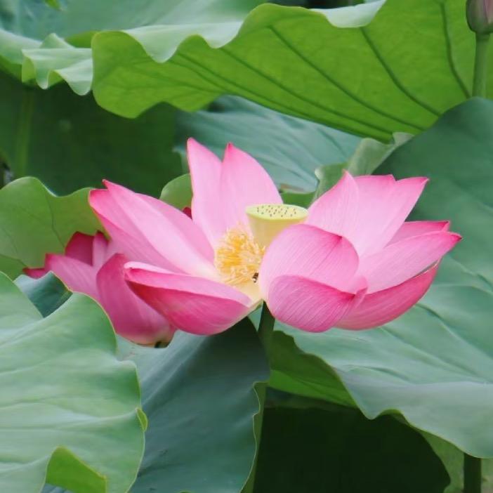 彿缘