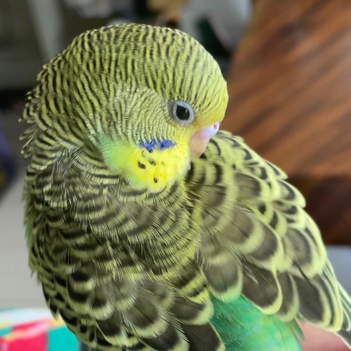 小东西有什么坏心思🦜🐦🐶🐢