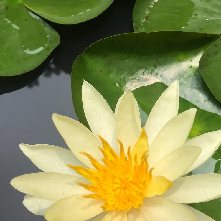 淡然