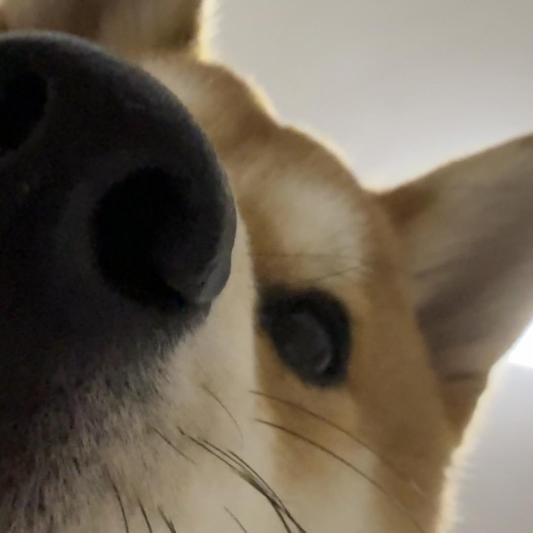 煎蛋再次来小木屋偷瓜