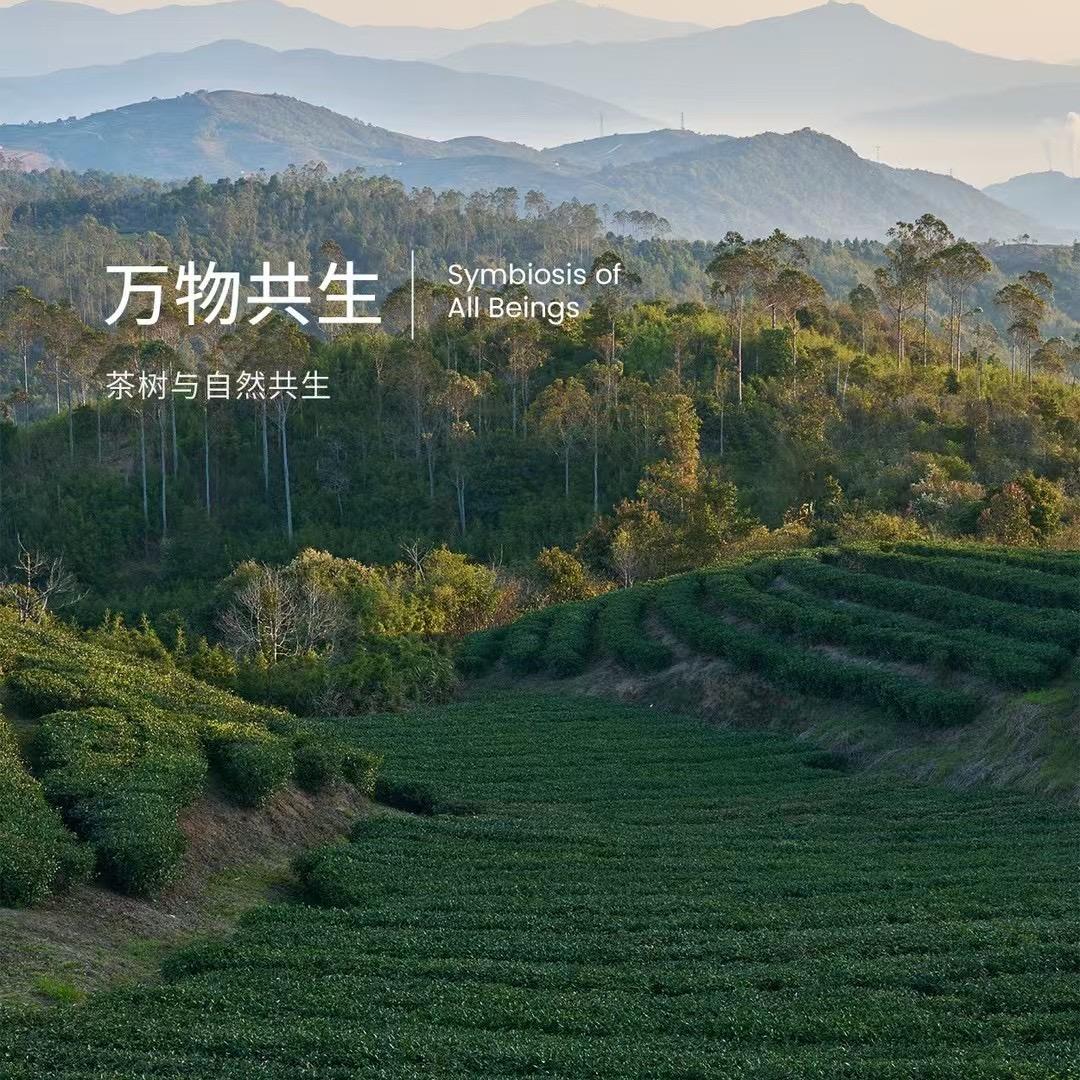 白大师福鼎老白茶（高平店）