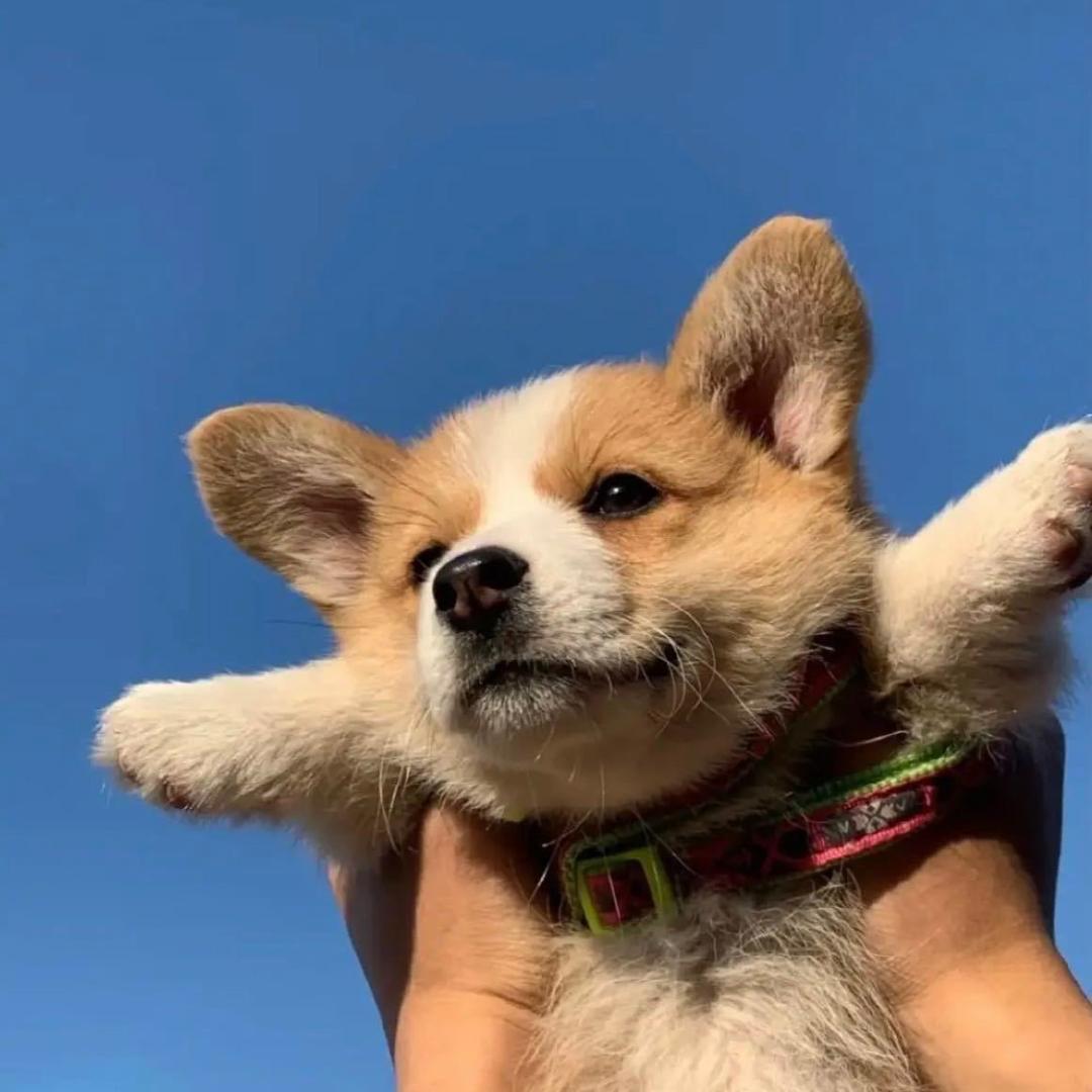 一只少年