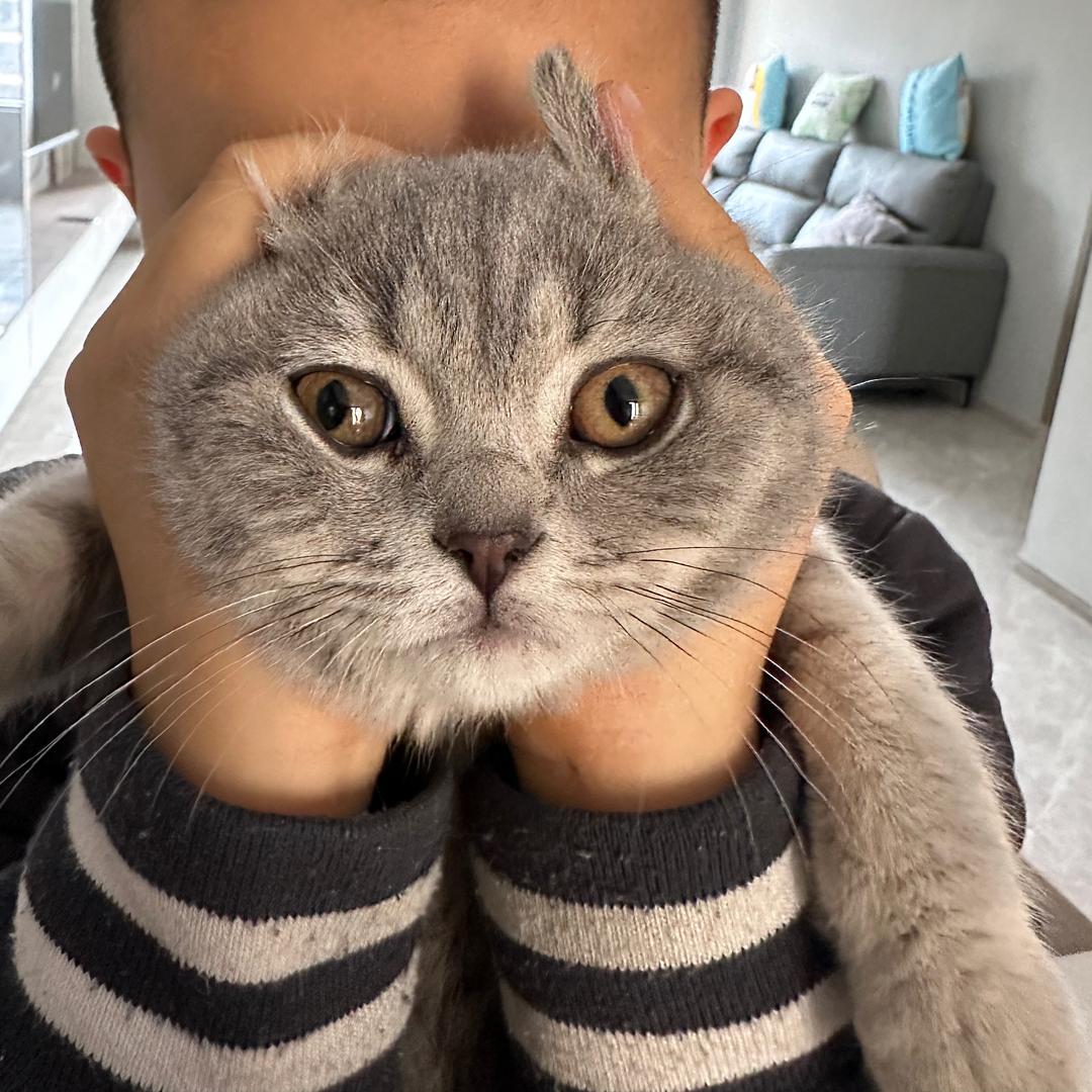 猫猫喵