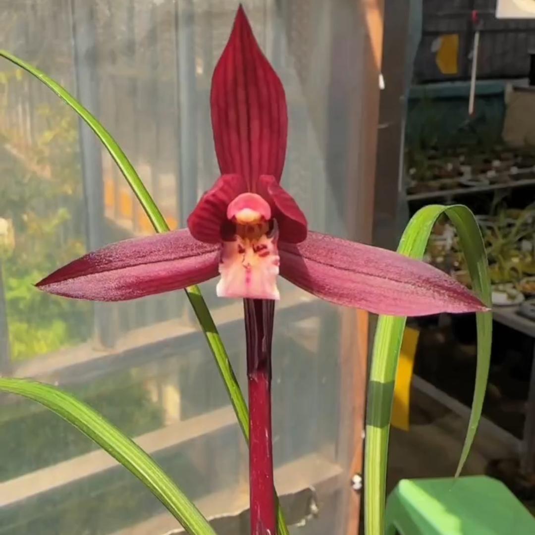 桐梓县小杨兰花(盗了时间的贼）