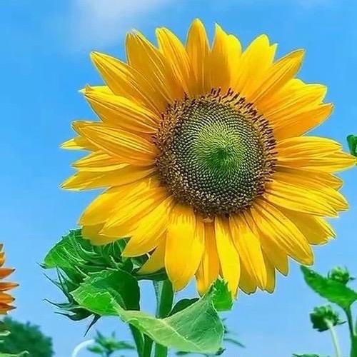 春暖花开