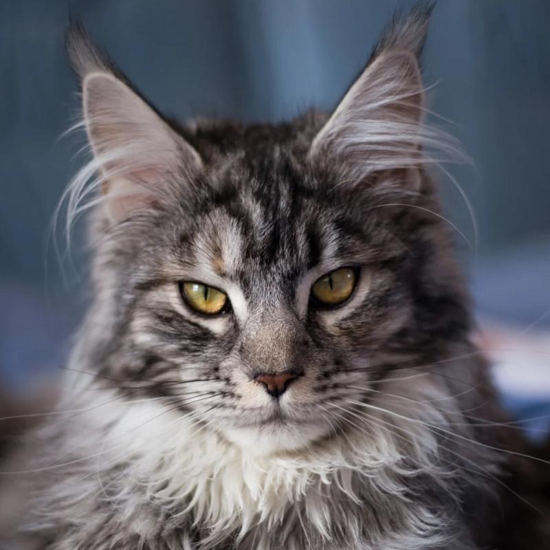 Wendy缅因猫